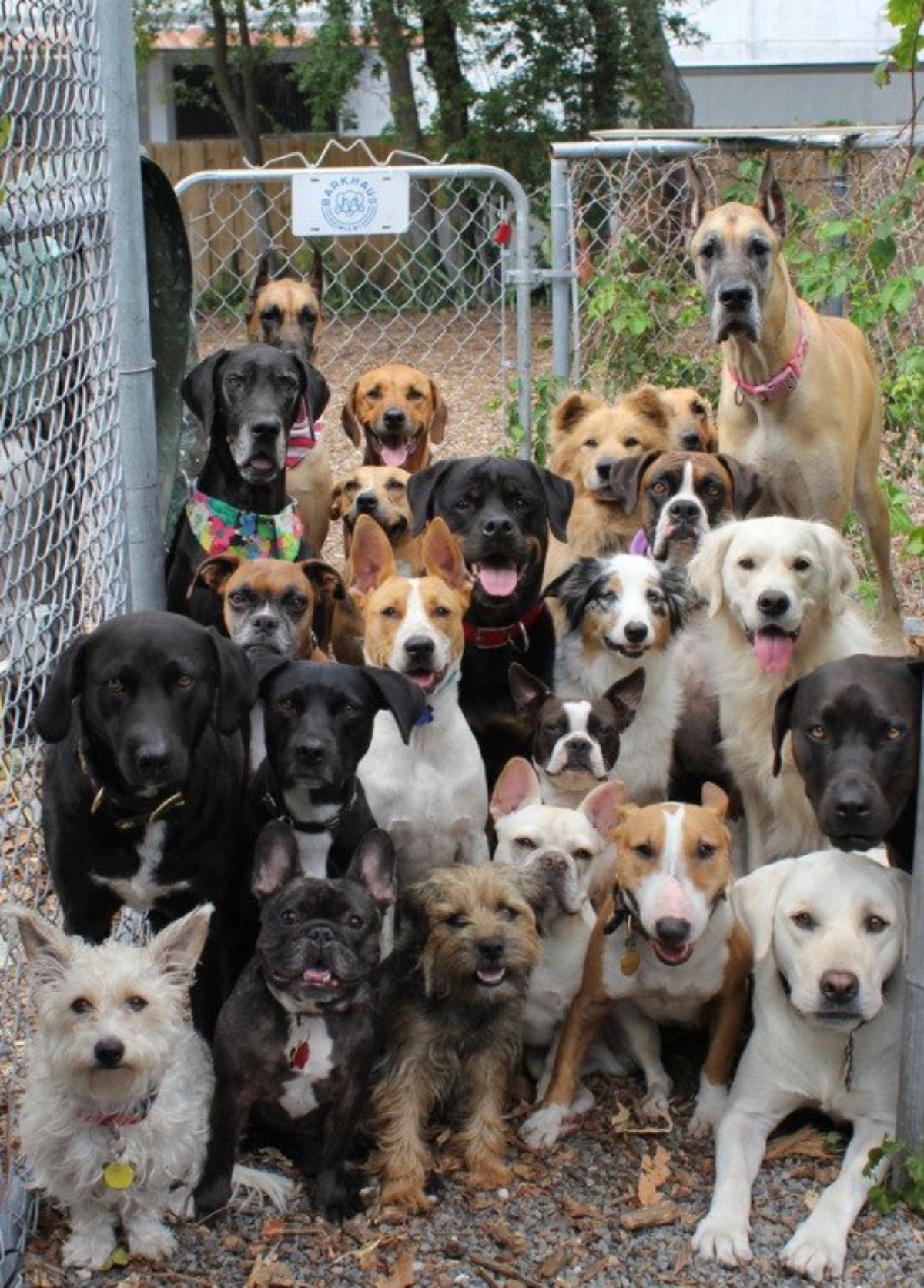 a group of dogs inside a small fenced-in area