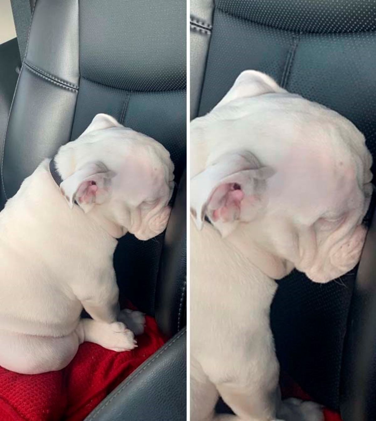2 photos of a white bulldog pushing its face against a black car seat and looking sad