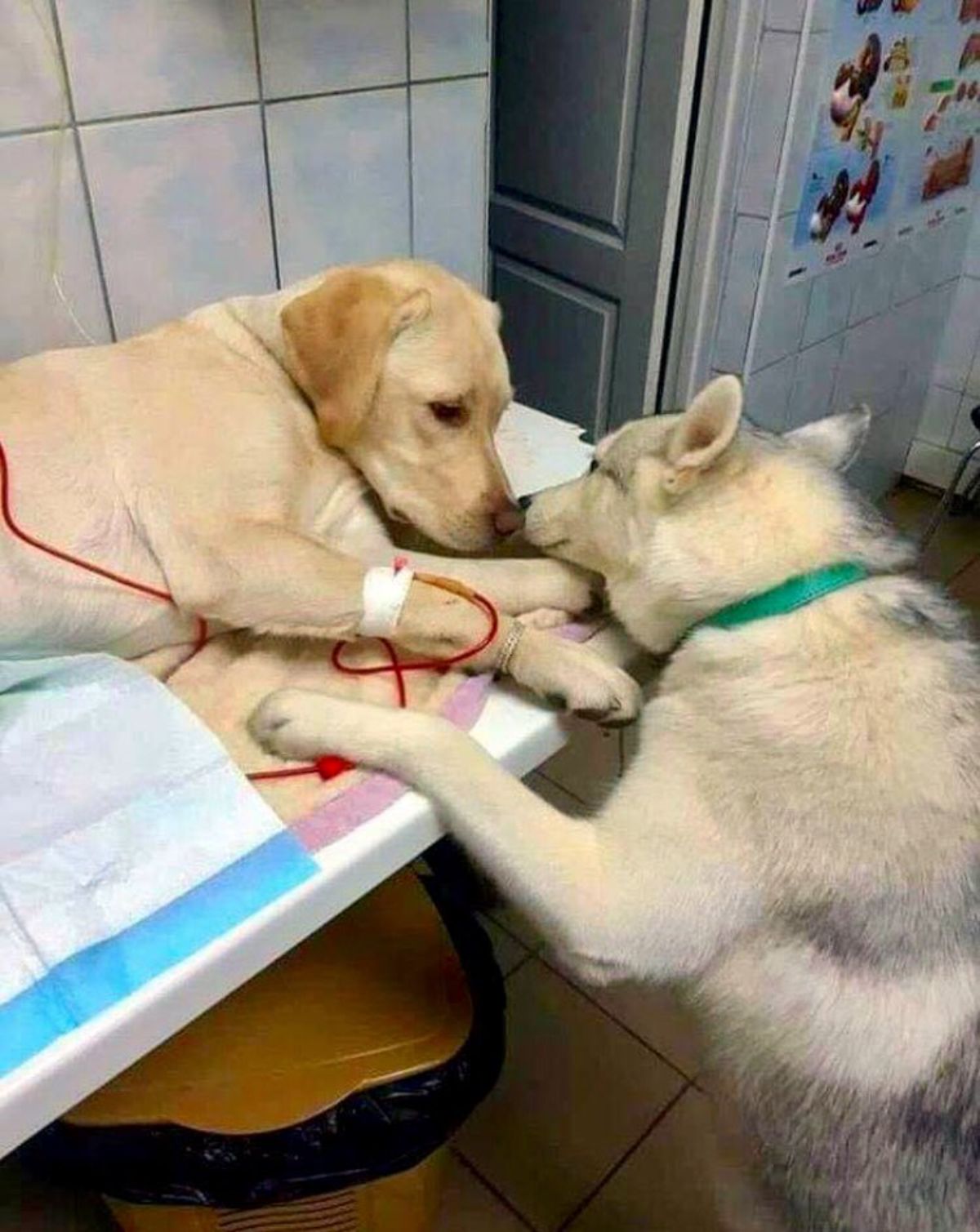 black and brown husky or malamute reaching up from the floor to yellow labrador retriever laying on hospital bed with IV injected