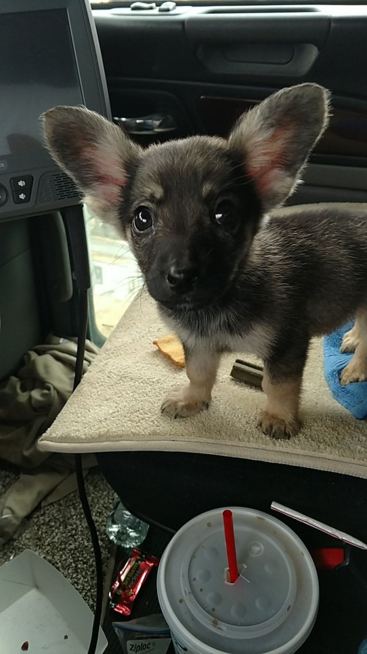 black and brown puppy with large ears standing on a beige blanket