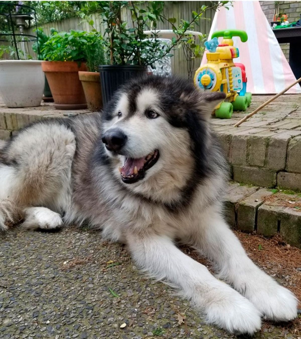 alaskan malamute laying on the floor in a garden by a stair