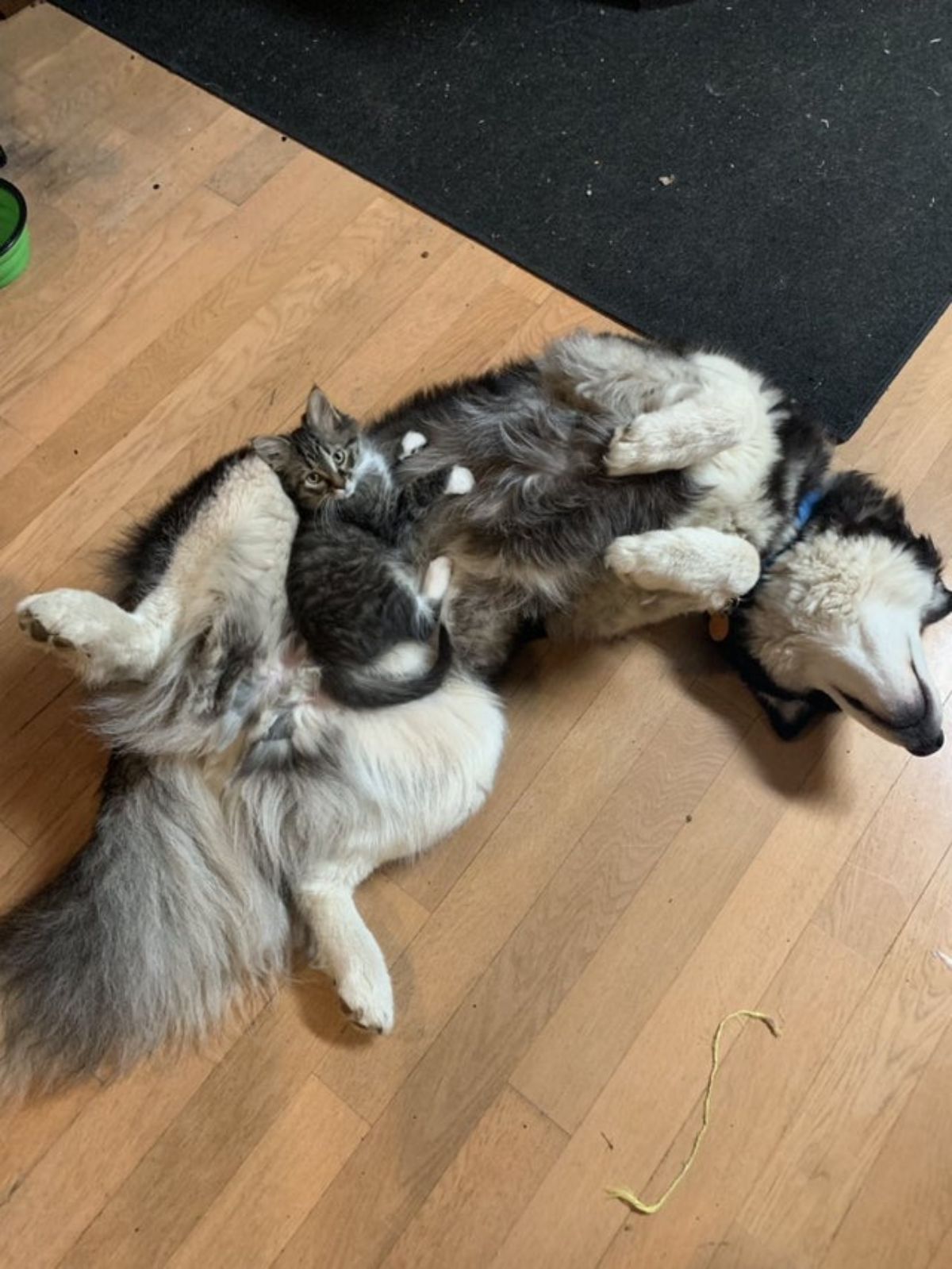 black and white husky laying belly up with a grey and white tabby kitten laying on the husky's stomach