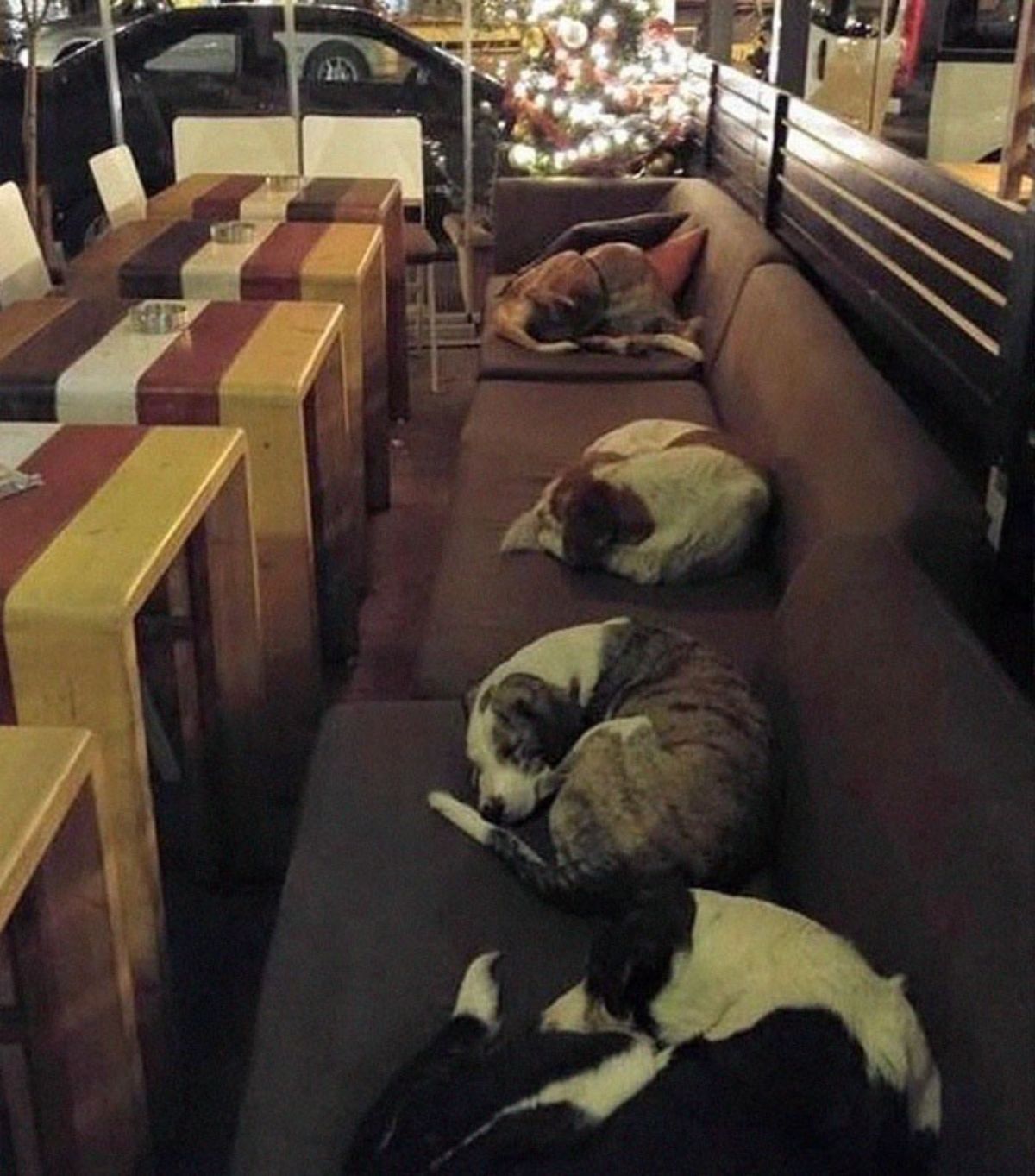 4 dogs sleeping on brown couches of a coffee shop at night