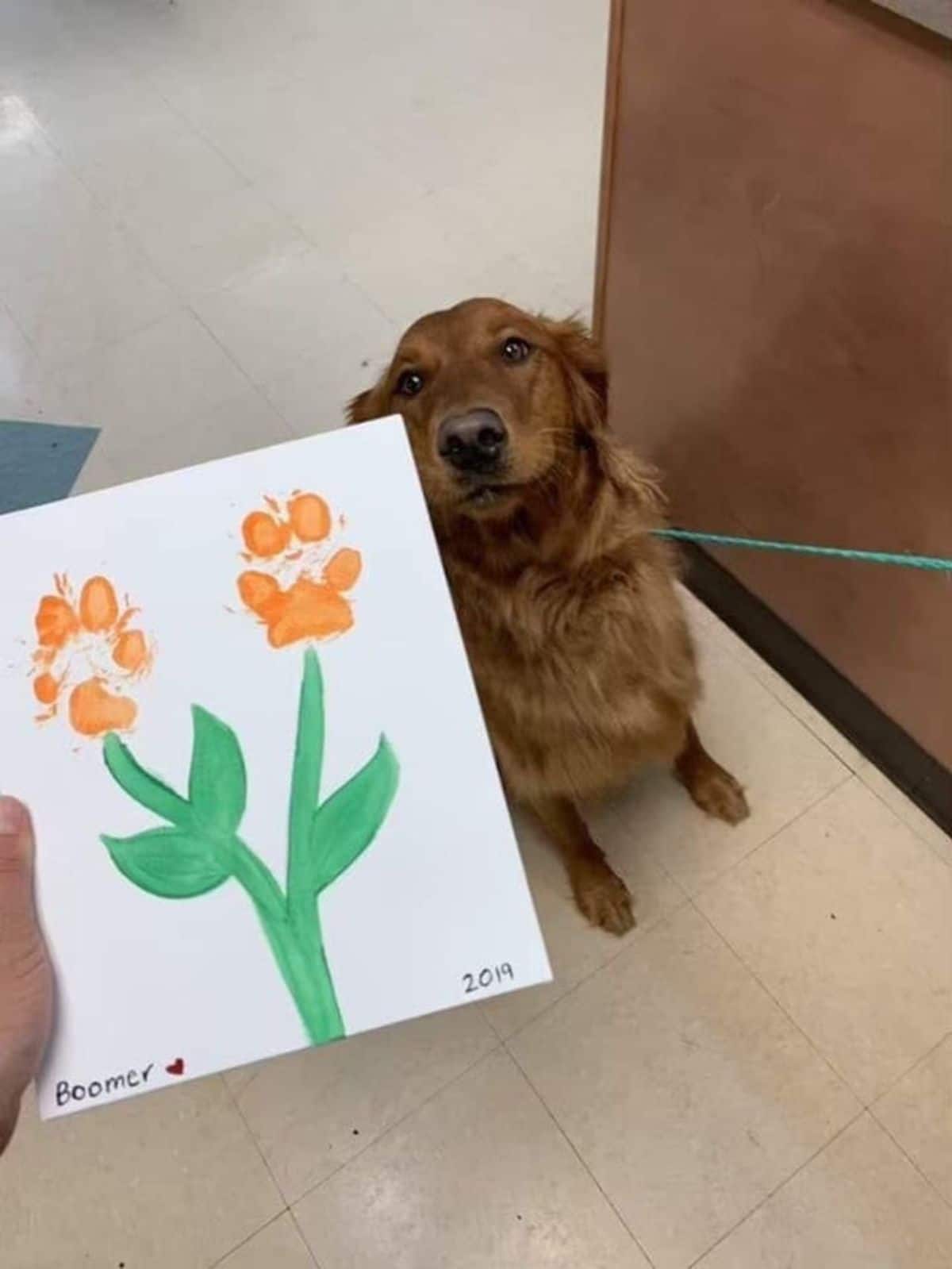 golden retriever watching proudly as someone holds up his painting of 2 orange flowers in the shape of paws signed as Boomer from 2019