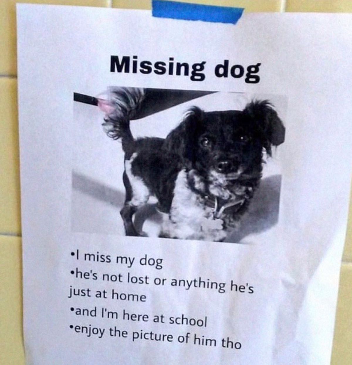 photo of a missing dog poster with a black and whtie dog saying the dog isn't missing but the owner misses the dog because she's in school and the dog is at home