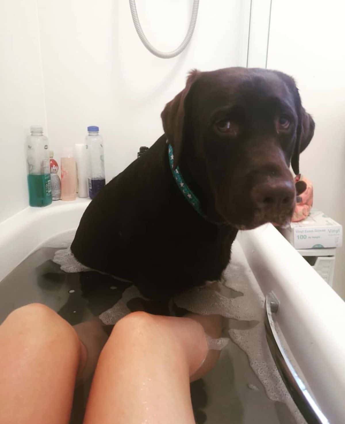 chocolate labrador retriever in a bath with a person's legs showing