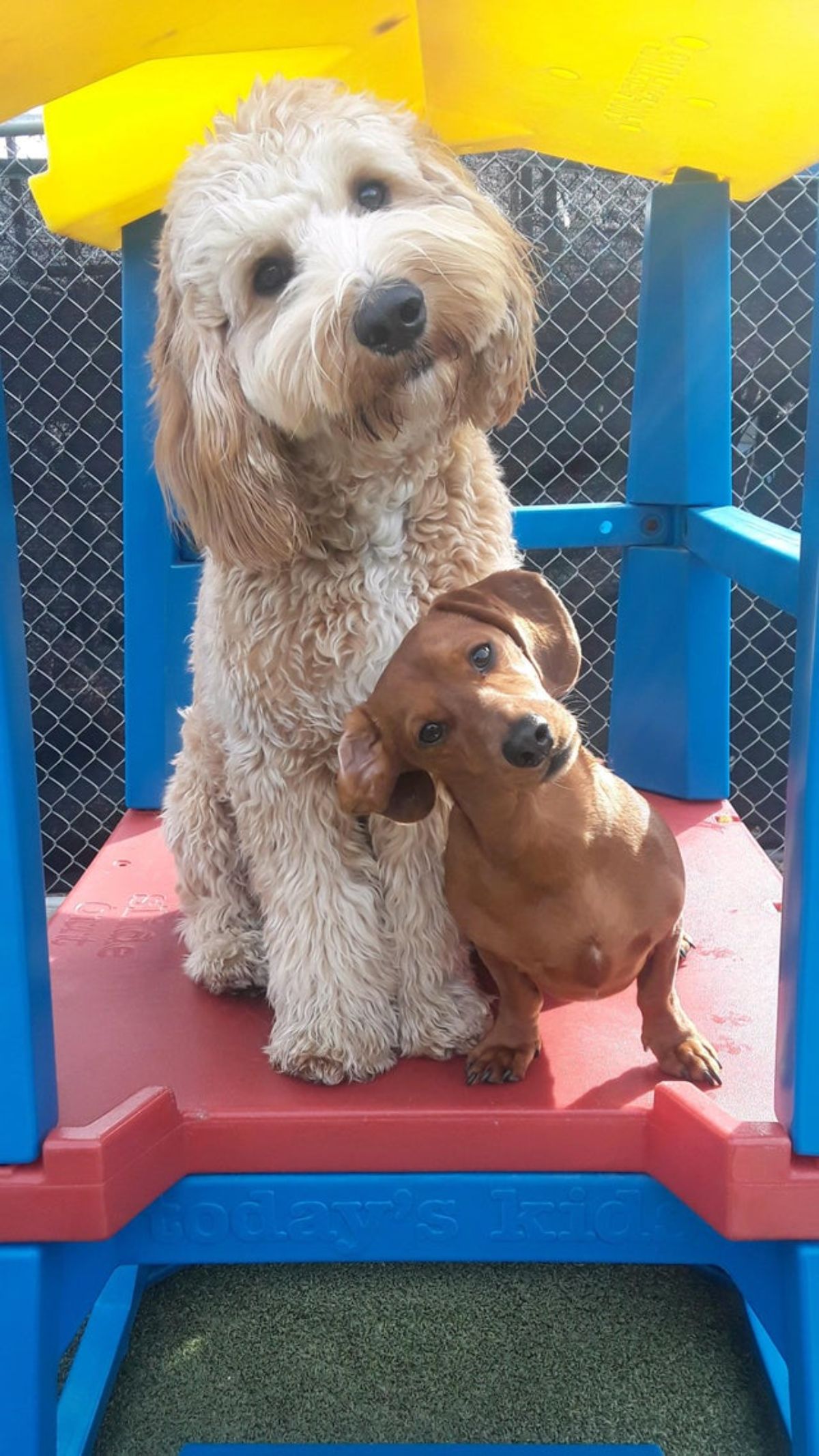 fluffy white dog with brown dachshund with both tilting their heads to their right insider a blue, red and yellow play house