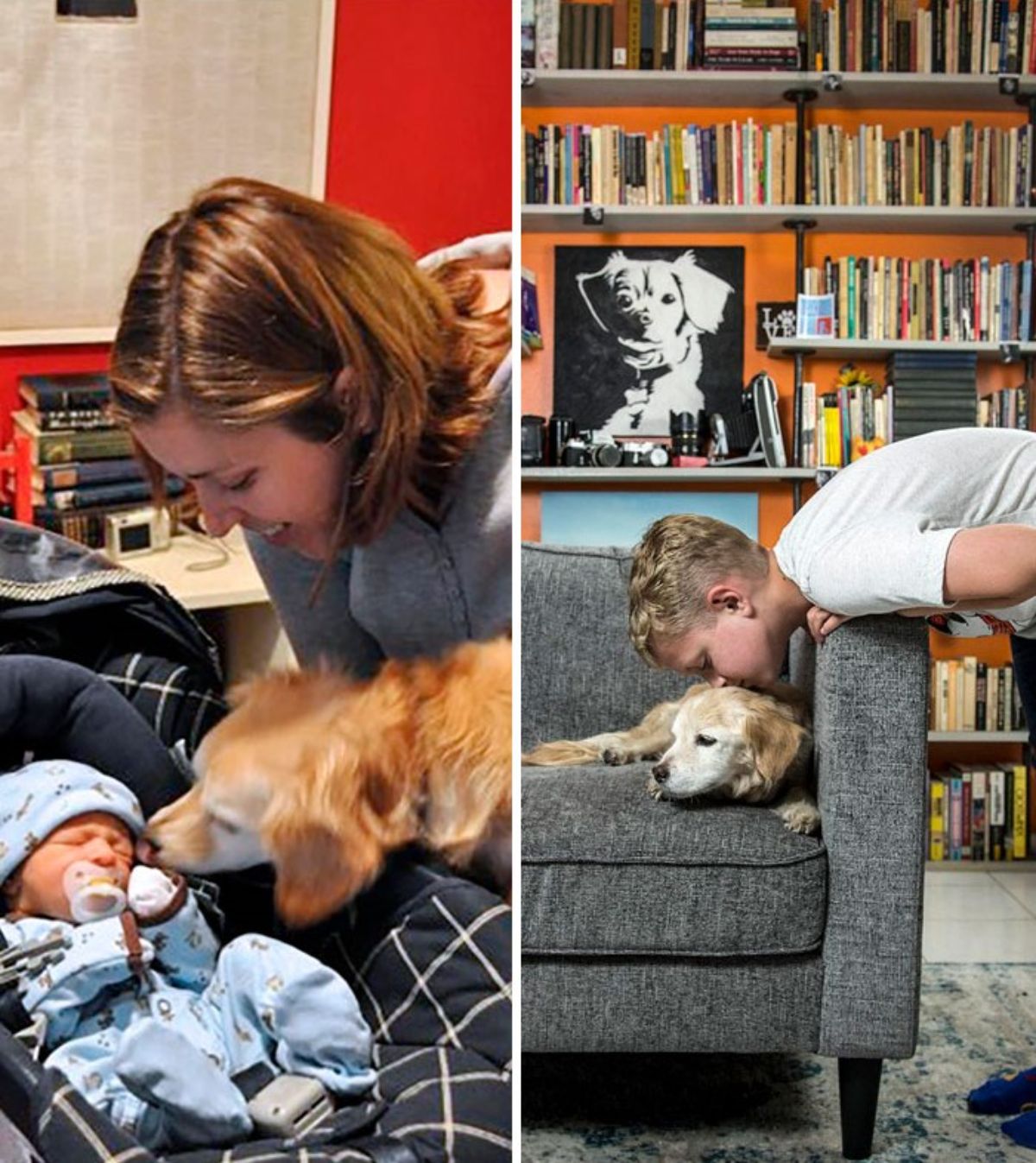 2 photos of a fluffy brown and white dog sniffing a baby in blue in bassinet and the same boy grown up kissing the same dog who is old now and laying on a sofa