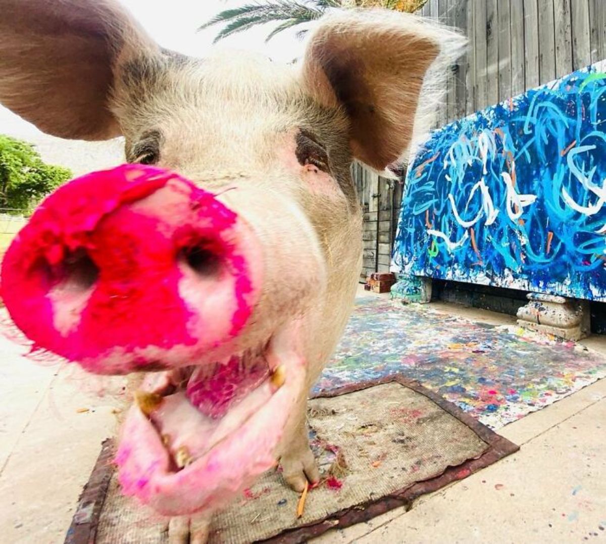 close up of white pig with pink paint on its nose and mouth with a blue and white painting behind it