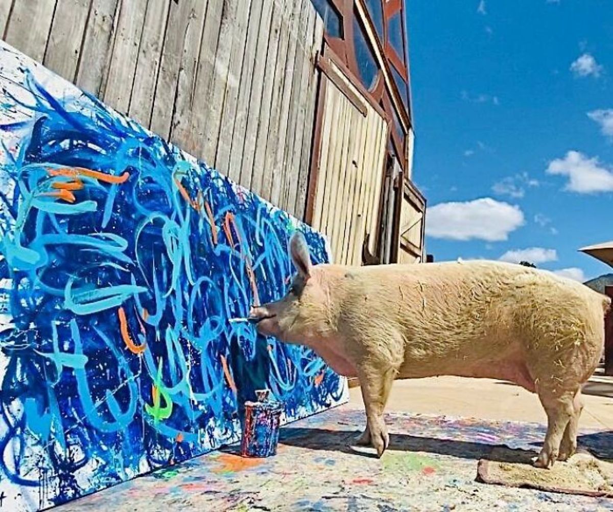white pig painting a blue orange and green painting