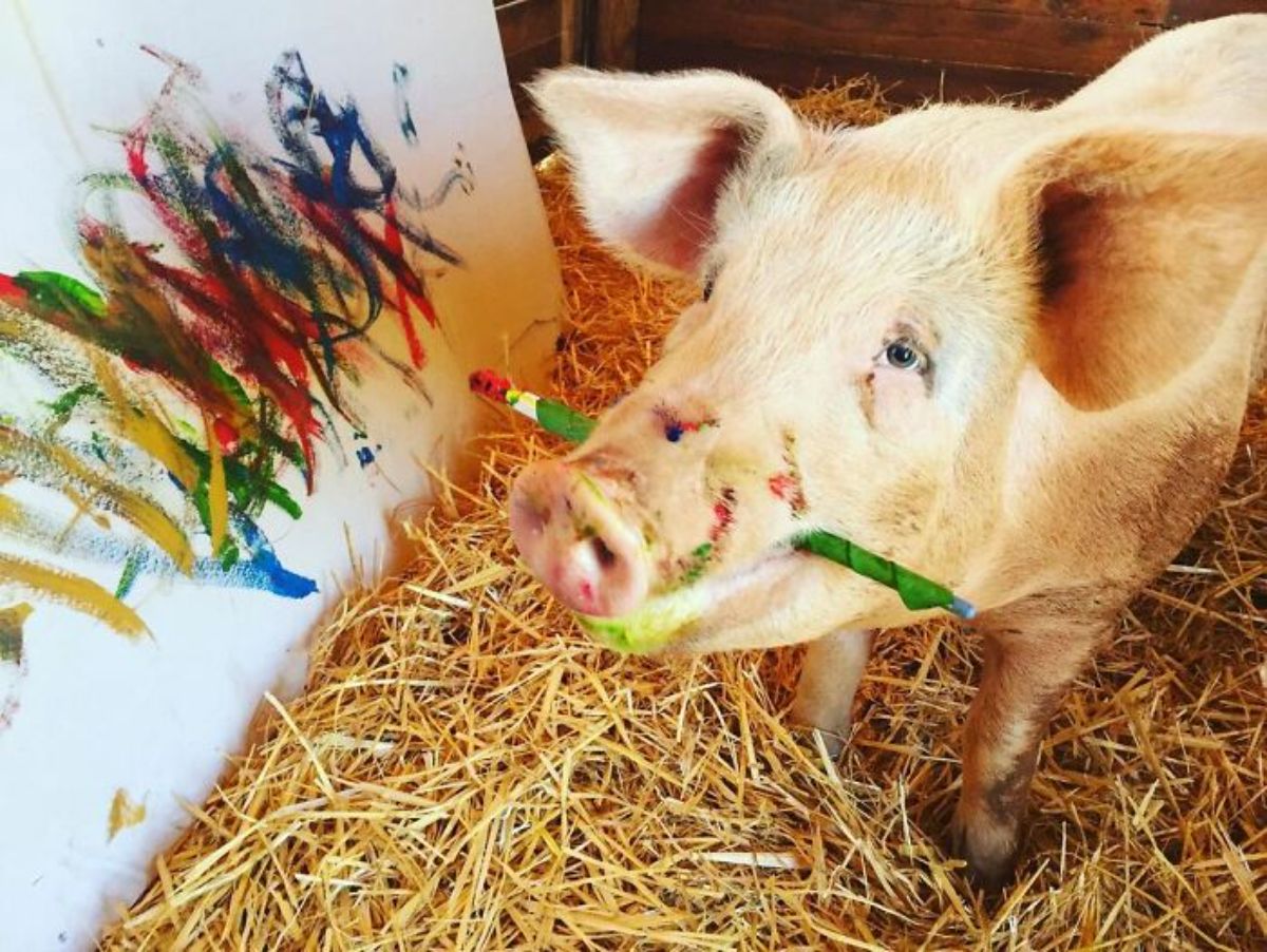 white pig standing on hay holding green paintbrush in front of a white canvas with paint on it