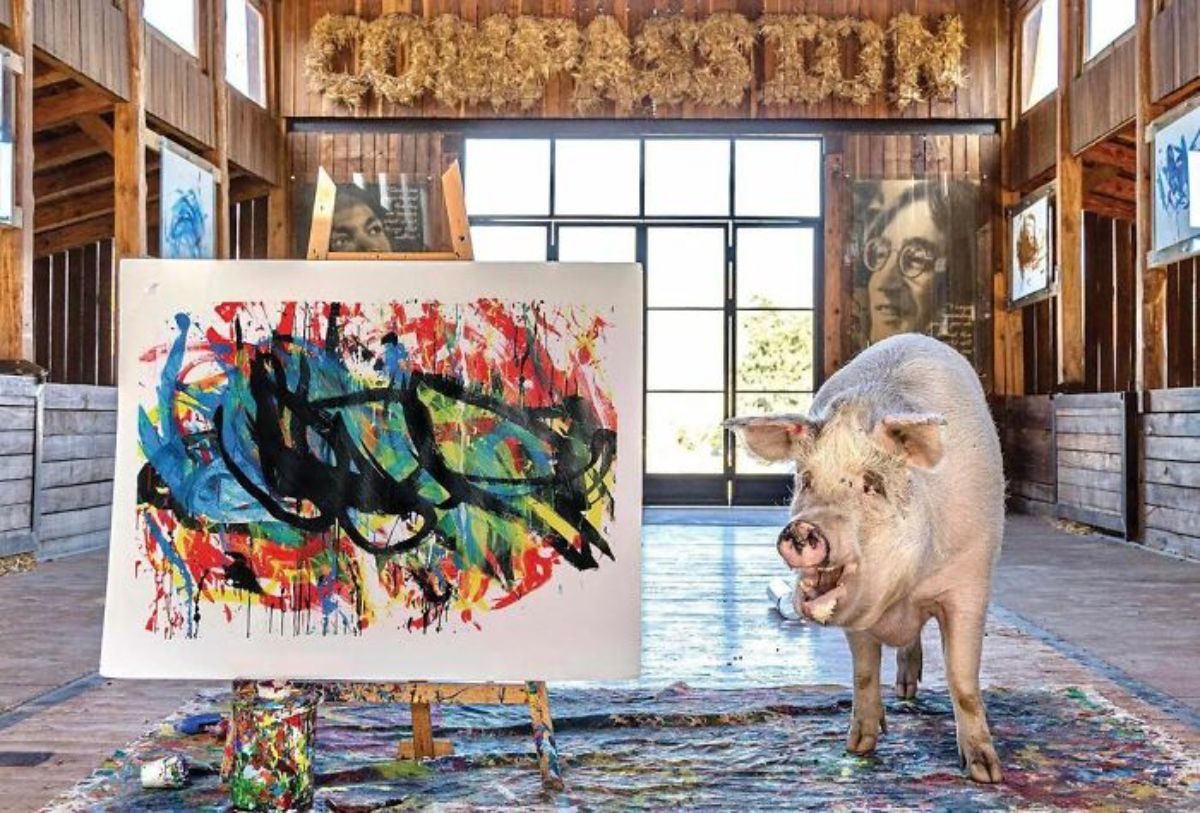 white pig standing on a paint-splattered material next to a white canvas filled with colour inside a wooden room