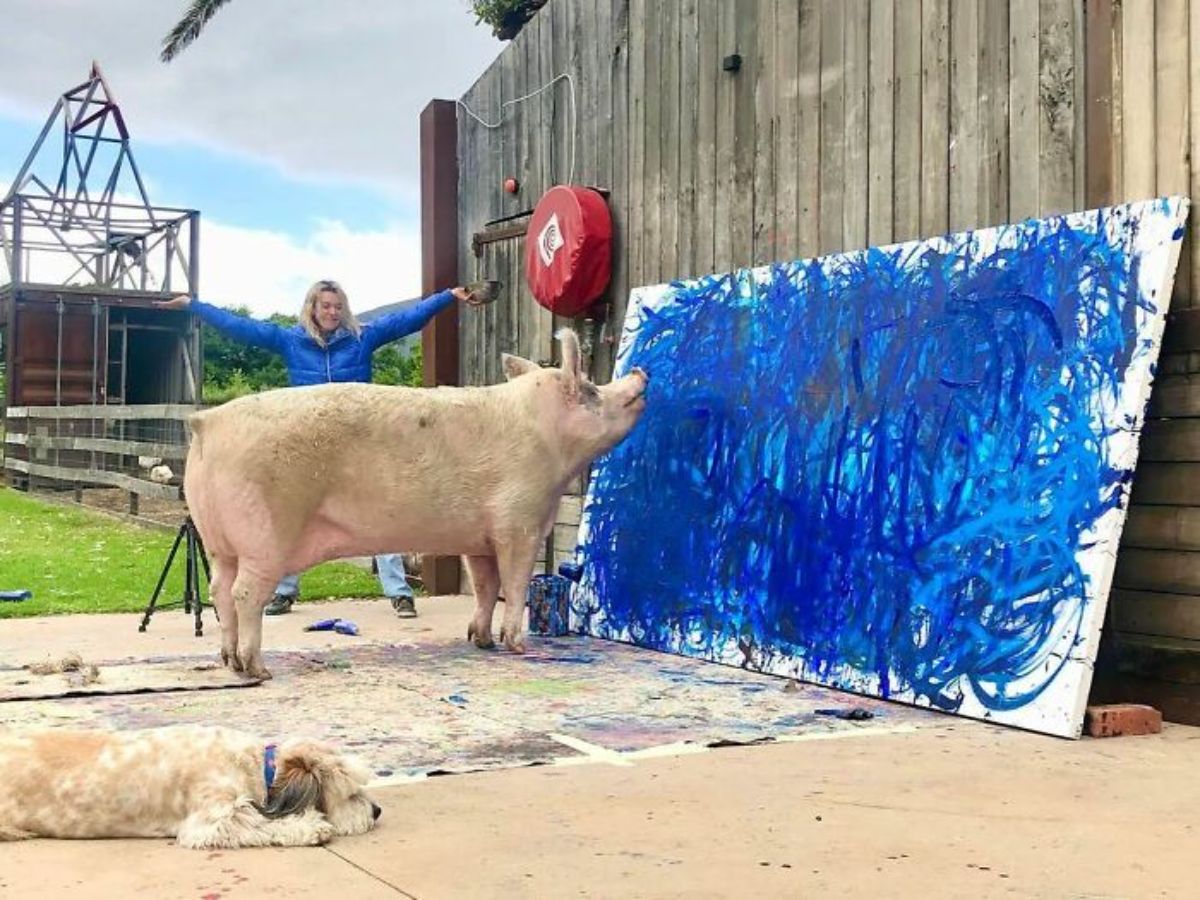 white pig painting a large blue painting with a woman next to it and a brown and white dog laying on the ground near them