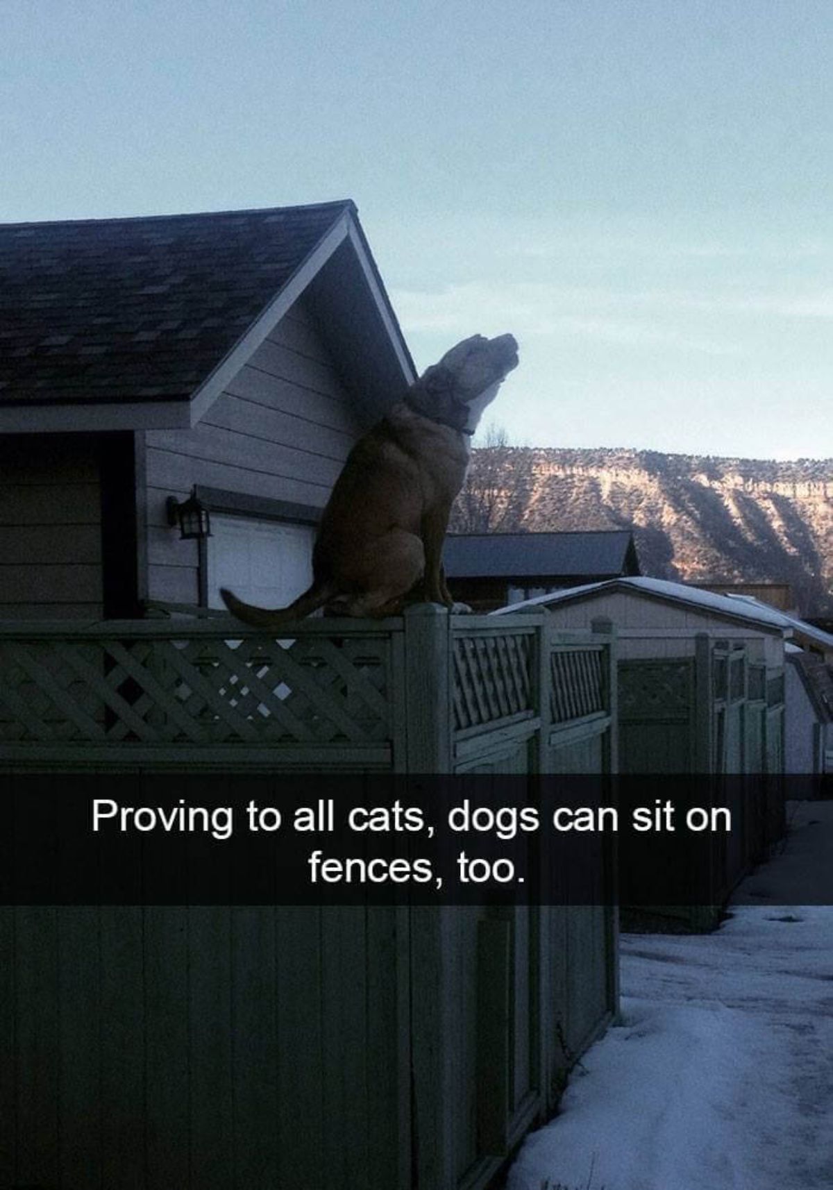 brown and white dog sitting on a fence and howling with a caption saying proving to all cats, dogs can sit on fences, too