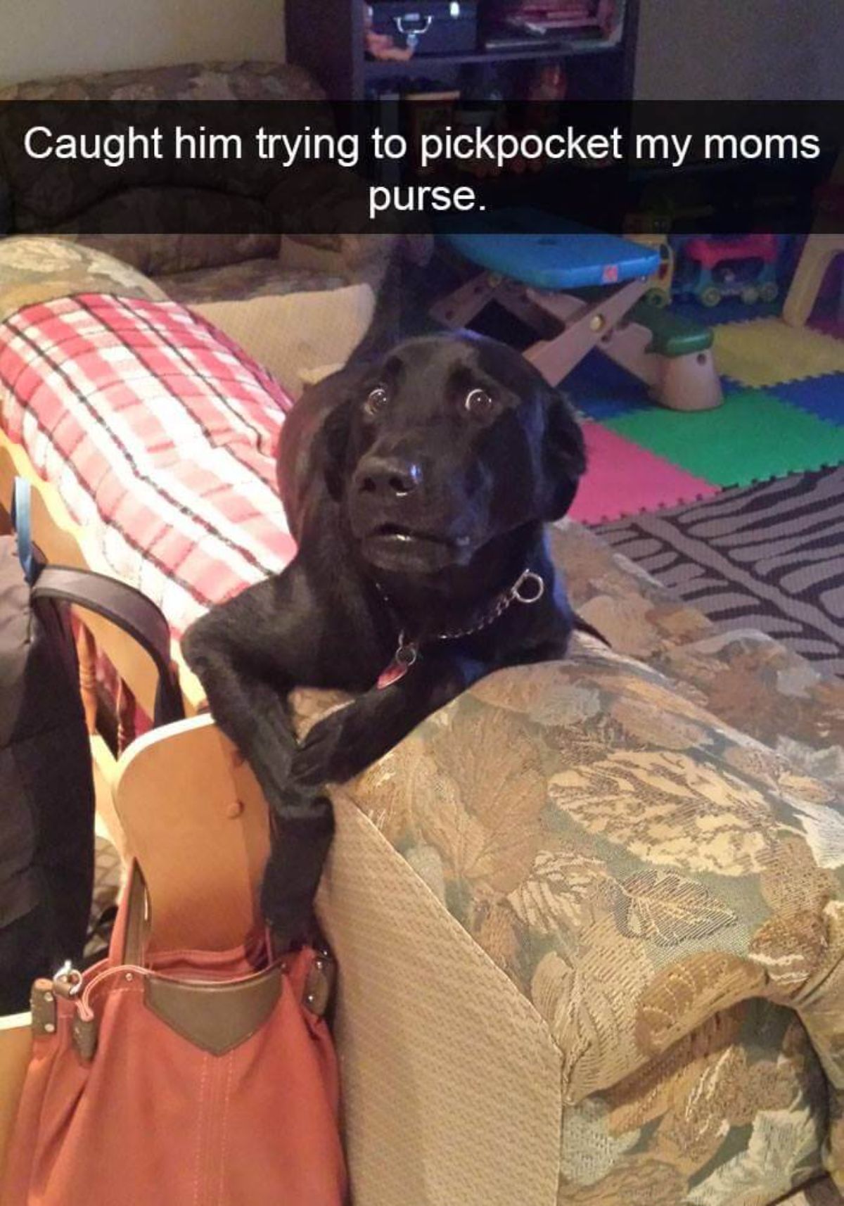 black labrador laying on the top of a gold and green sofa with one paw reaching into a pink and brown handbag and the dog looks surprised with a caption saying caught him trying to pickpocket my moms purse