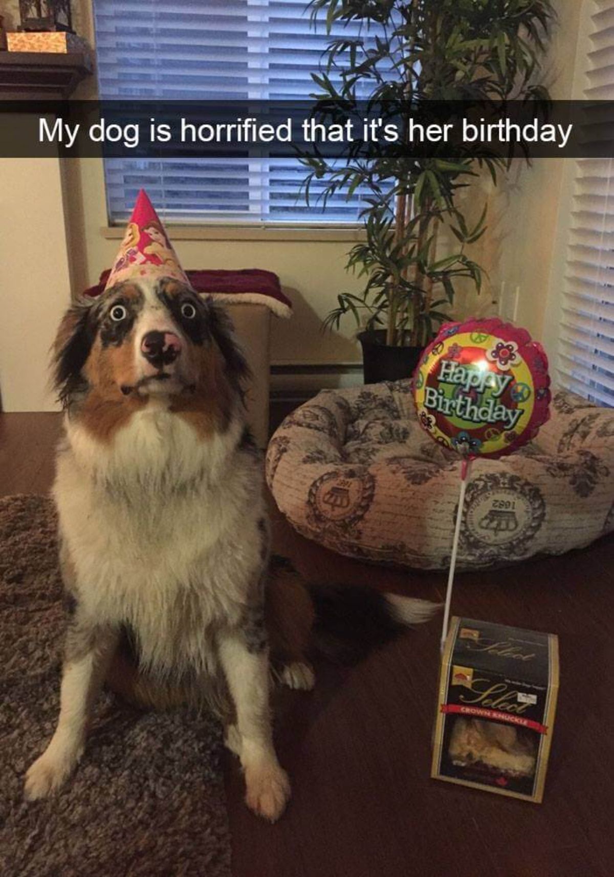 brown black and white australian shepherd with a birthday hat next to a happy birthday balloon and a box of treats with a caption saying my dog is horrified that it's her brithday