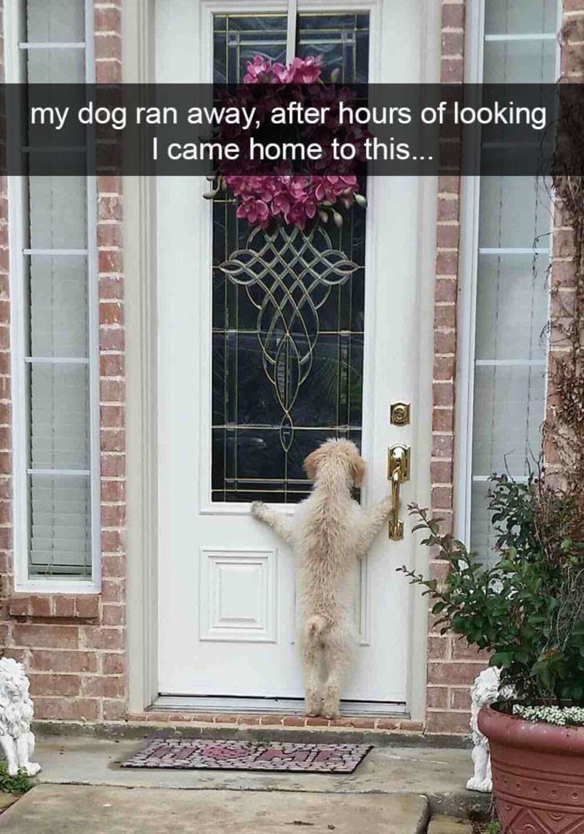 fluffy white dog standing on its hind legs looking in through a glass on a front door of a house with a caption saying my dog ran away, after hours of looking i came home to this...