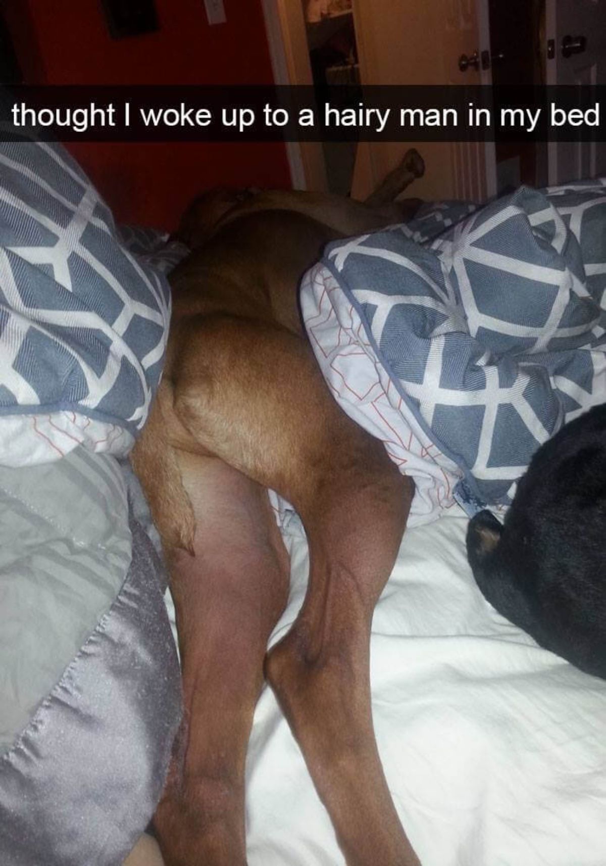 brown dog laying on a blue and white bed with the butt and back legs closest to the camera with a caption saying thought i woke up to a hairy man in my bed