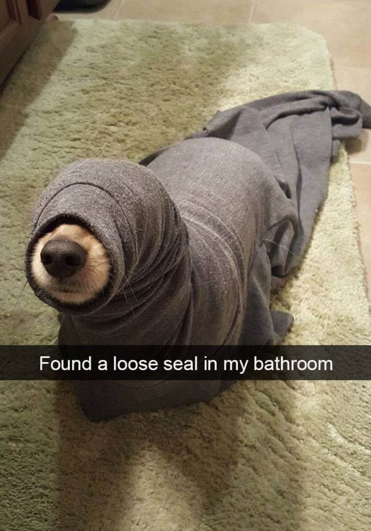 brown puppy stuck inside a grey sweater with a caption saying found a loose seal in my bathroom