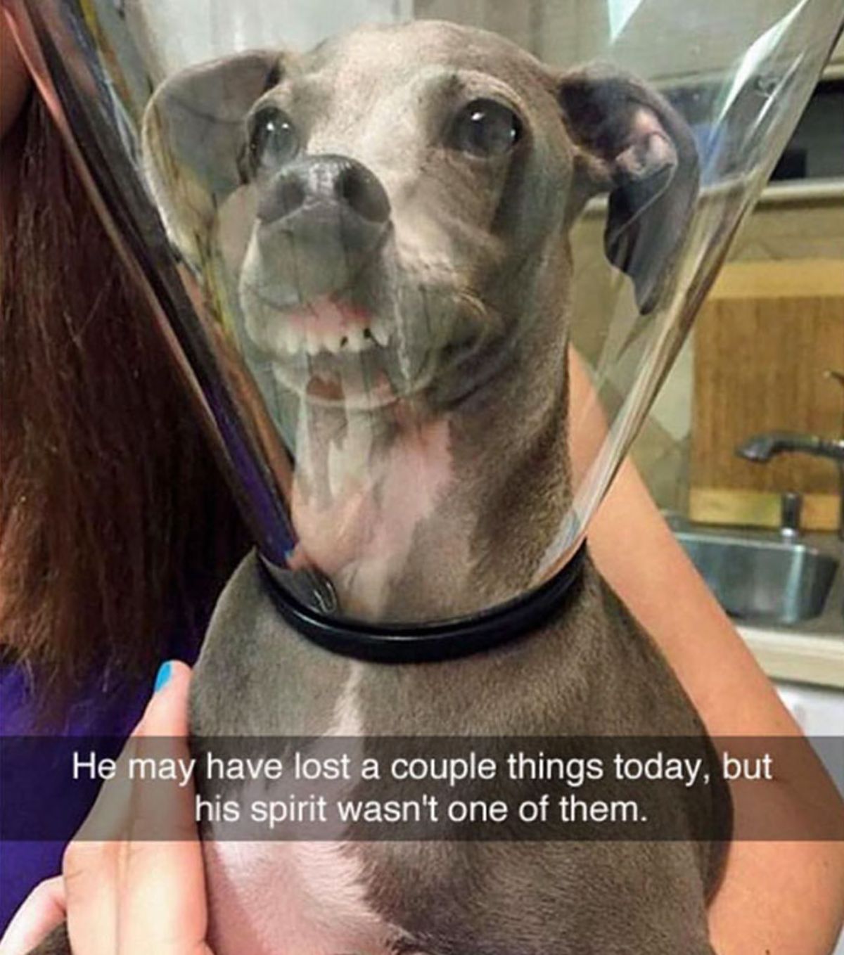 grey dog in a transparent cone with the teeth showing with a caption saying he may have lost a couple things today, but his spirit wasn't one of them