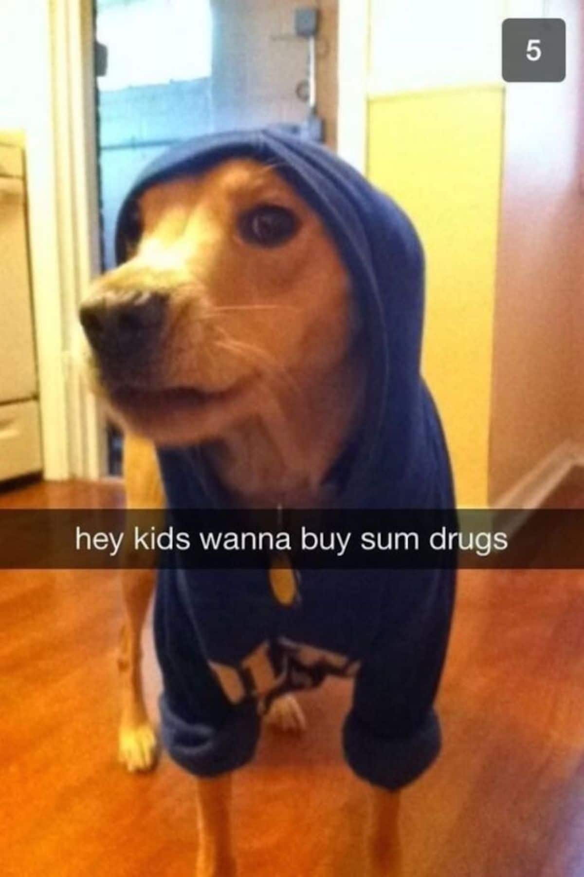 brown dog wearing a blue hoodie with a caption saying hey kids wanna buy sum drugs