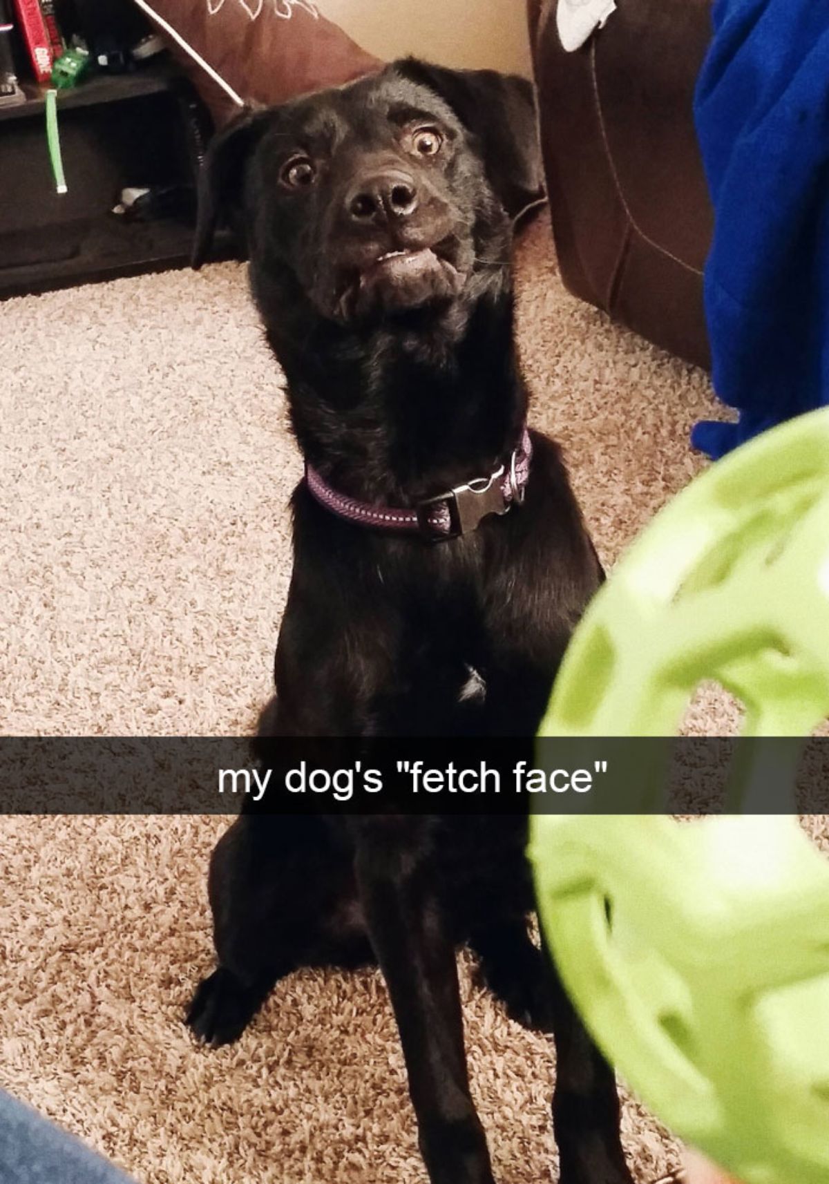 black dog sitting on the floor in front of a green ball looking surprised with a caption saying my dog's "fetch face"