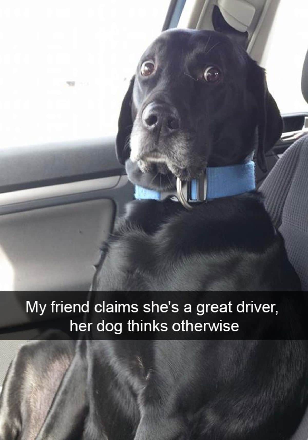 black dog with wide eyes sitting in the passenger seat of a car with a caption saying my friend claims she's a great driver, her dog thinks otherwise