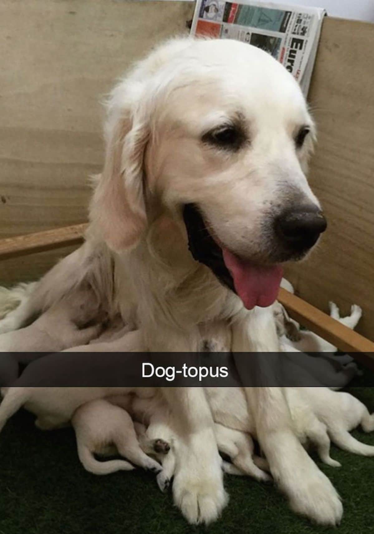 golden retriever with many puppies nursing from her witha caption saying dog-topus