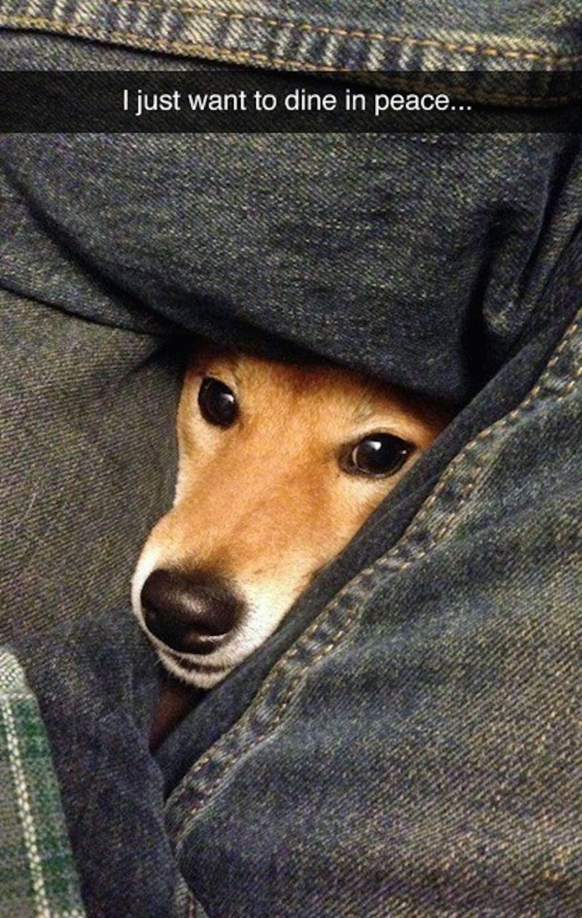 brown dog's head peeking through someone's legs with a caption saying I just want to die in peace...