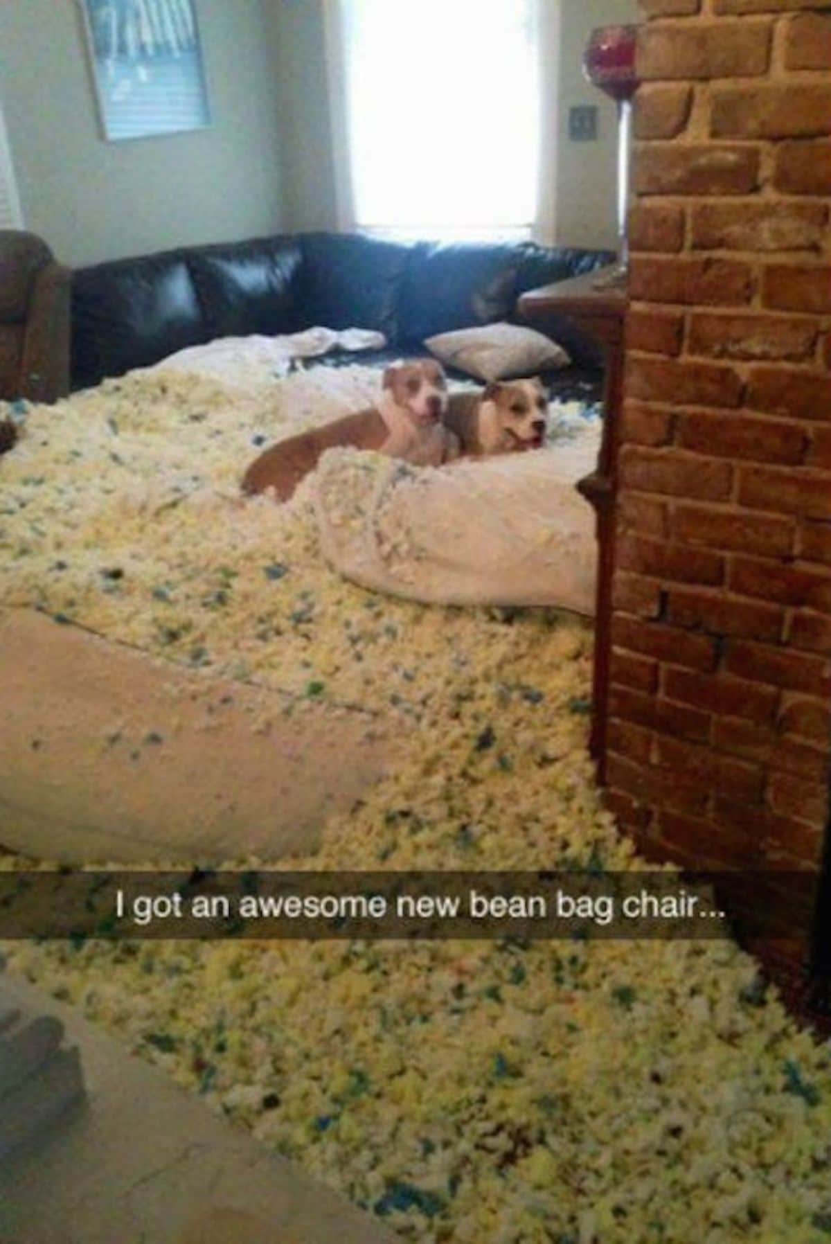 2 brown and white dogs laying on the floor surrounded by pieces of fluffy from a bean bag chair with a caption saying I got an awesome new bean bag chair...