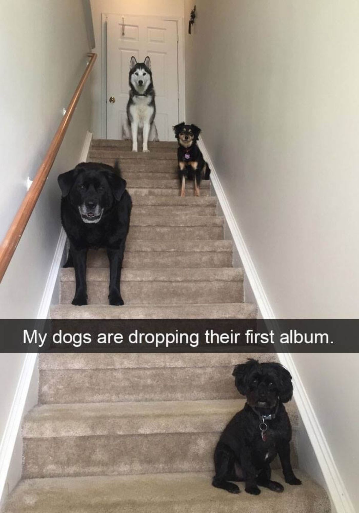 small black dog, large black dog, brown and black dog and black and white husky dogs sitting on brown stairs with a caption saying my dogs are dropping their first album