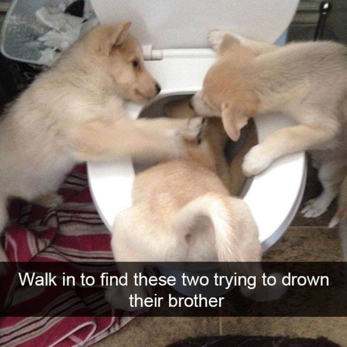 2 brown puppies pushing another brown puppy who is stuck halfway inside a white toilet with a caption saying walk in to find these two trying to drown their brother
