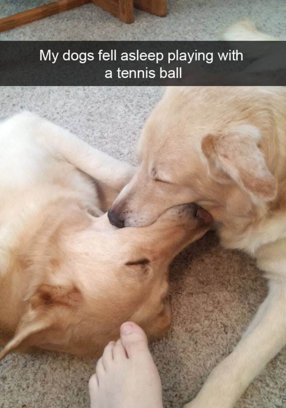 2 golden retrievers sleeping on brown carpet with their mouths interlocked with a caption saying my dogs fell asleep playing with a tennis ball