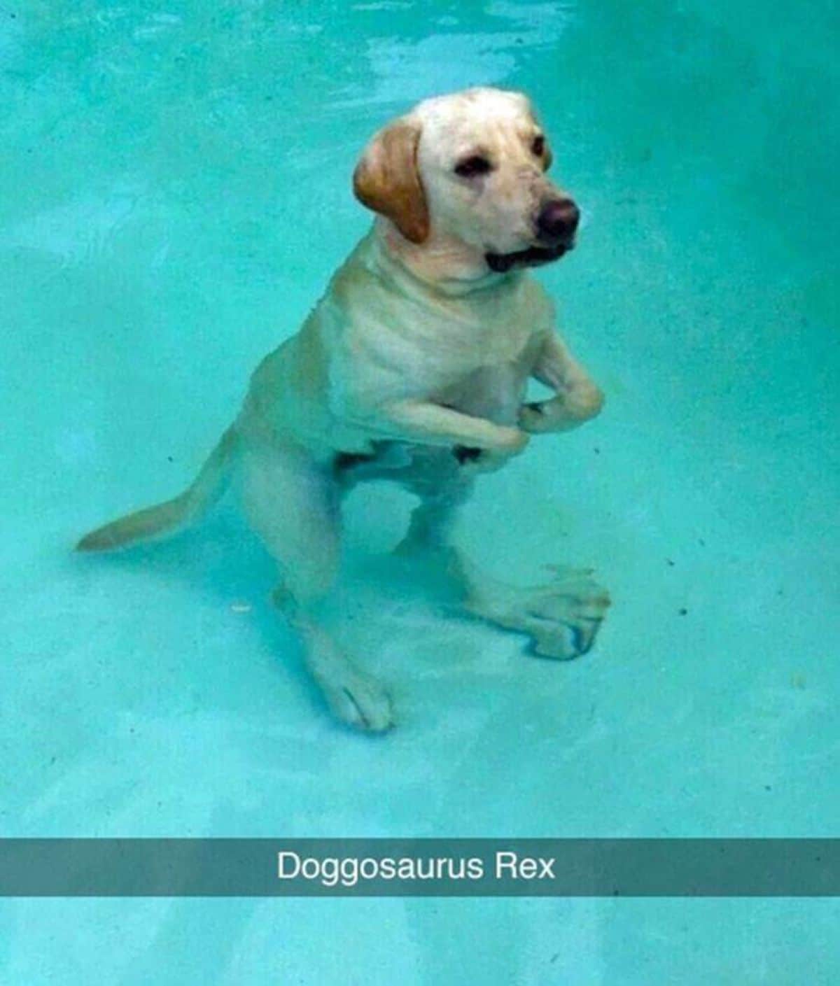 yellow labrador standing on hind legs in a swimming pool with the hind paws looking like t-rex claws witha caption saying doggosaurus rex