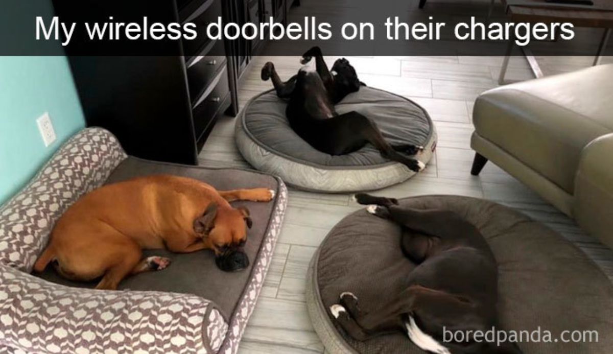 a brown boxer and 2 black and white dogs sleeping on 3 separate dog beds with a caption saying my wireless doorbells on their chargers