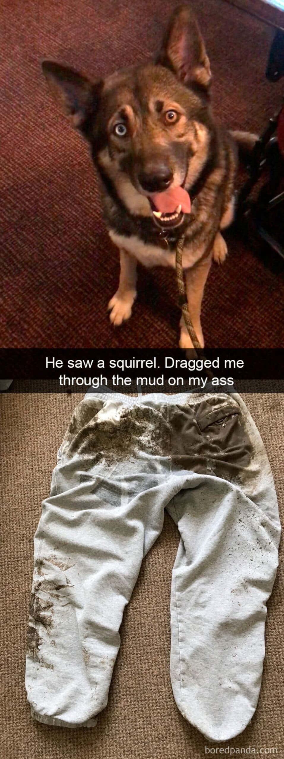 a photo of a black and brown german shepherd and the second photo is of light blue jeans with mud on the butt with a caption saying he saw a squirrel, dragged me through the mud on my ass