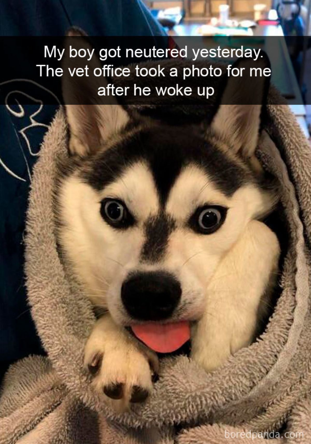 black and white husky puppy wrapped up in a grey blanket with its tongue sticking out with a caption saying my boy got neutered today. the vet office took a photo for me after he woke up