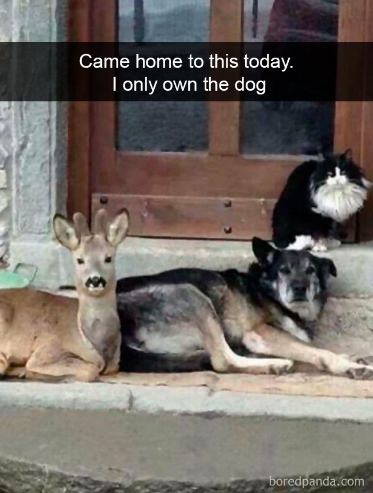 brown deer, black and brown dog and a black and white cat laying in front of a door together with a caption saying came home to this today. i only own the dog