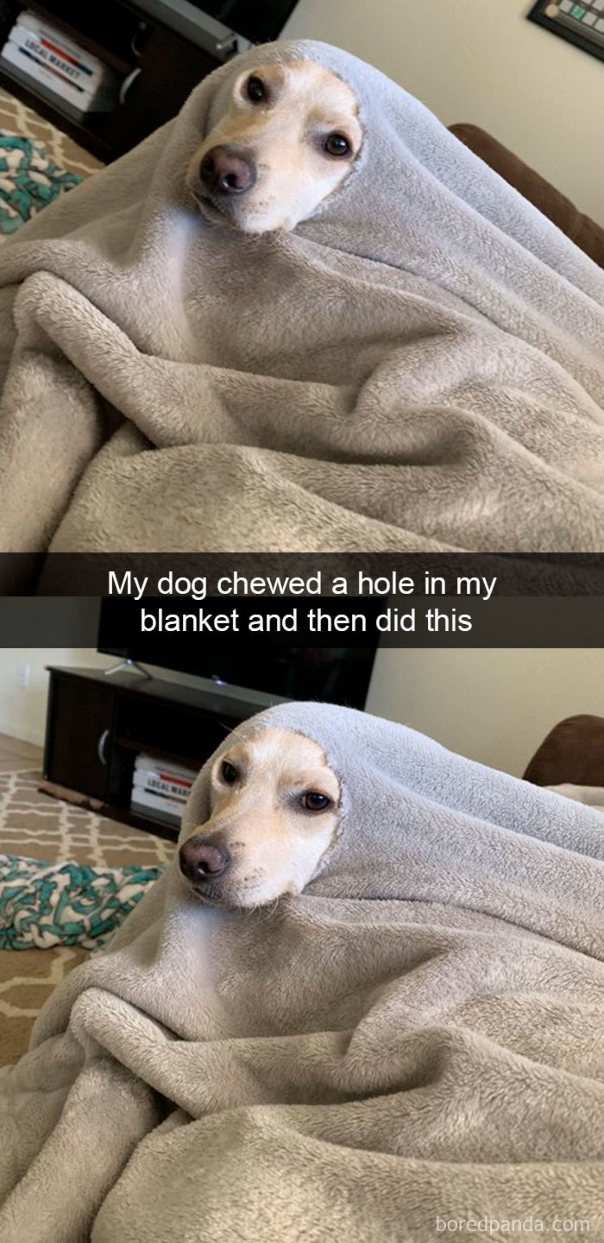 brown dog under a grey blanket with the face sticking out of a hole in it with a caption saying my dog chewed a hole in my blanket and then did this