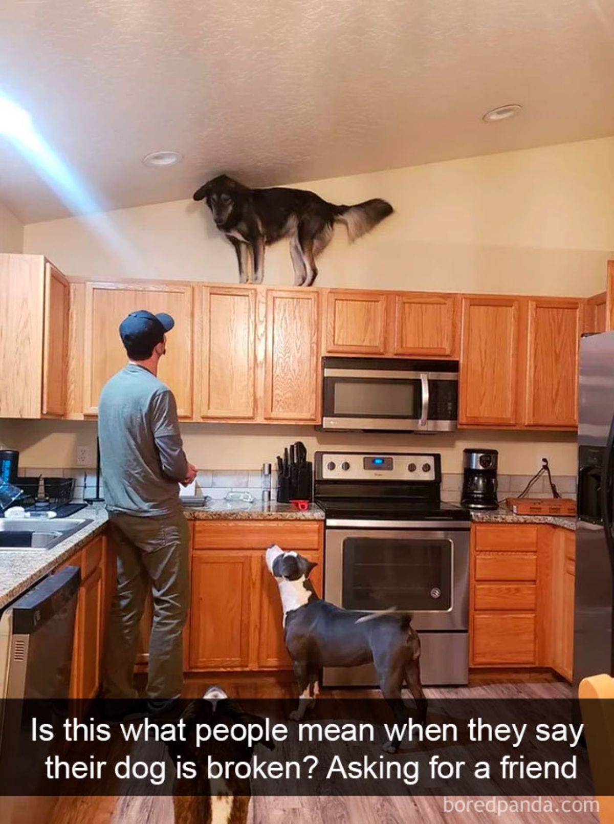 fluffy black and brown dog standing on top of a kitchen cabinet while a man, a black and white dog and another dog look up at it with a caption saying is this what people mean when they say their dog is broken? asking for a friend