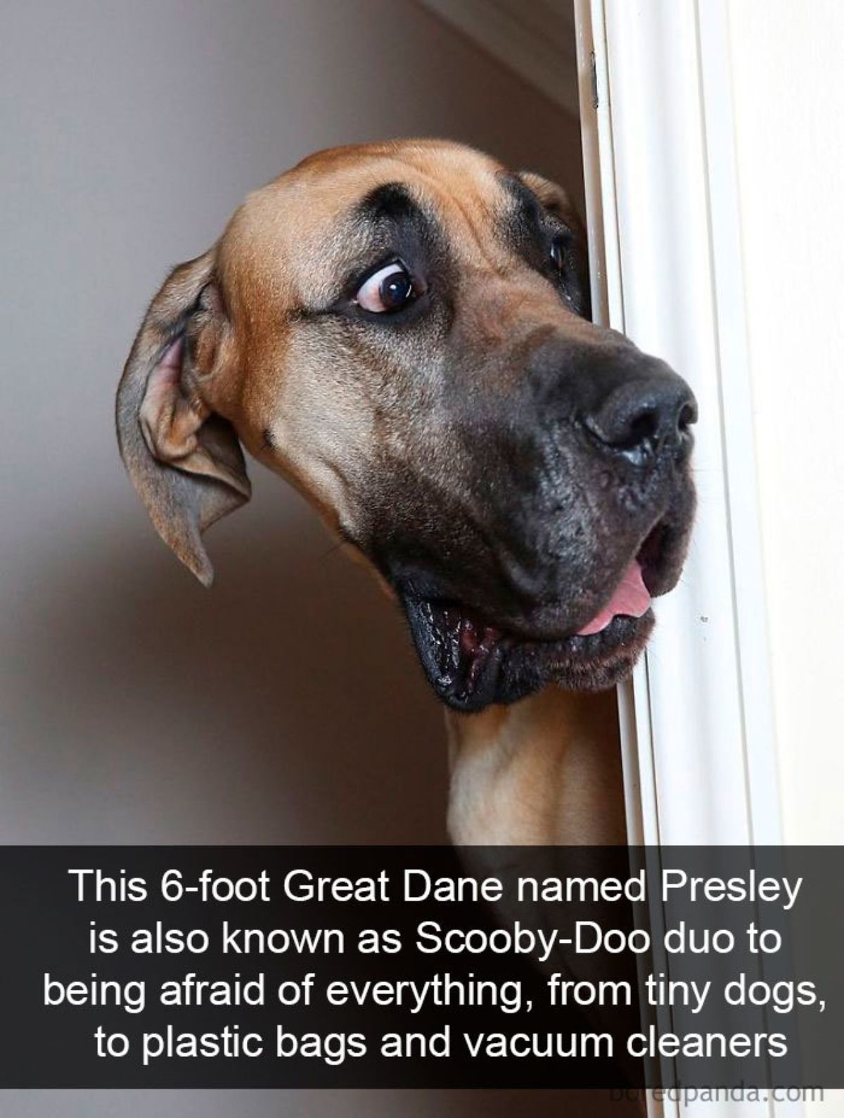 brown great dane looking around a white door with its mouth and eyes open with a caption saying this 6-foot great dane named Presley is also known as Scooby-Doo due to being afraid of everything, from tiny dogs, to plastic bags and vacuum cleaners
