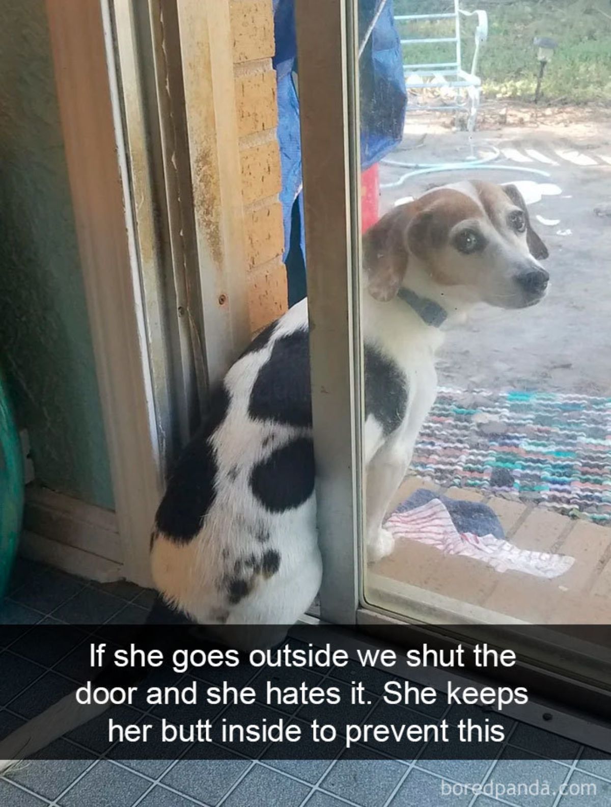 brown black and white beagle sitting on the floor half in half out of a glass door with a caption saying if she goes out we shut the door and she hates it. she keeps her butt inside to prevent this