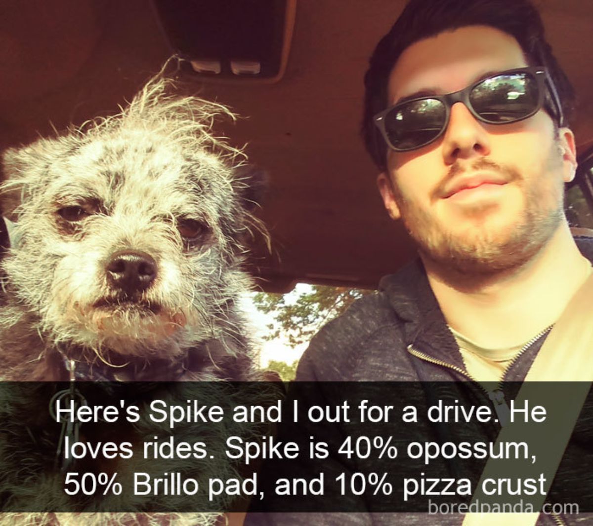 grey and white dog next to a man with a caption saying here's Spike and I out fr a drive. he loves rides. Spike is 40% opossum, 50% Brillo pad and 10% pizza crust