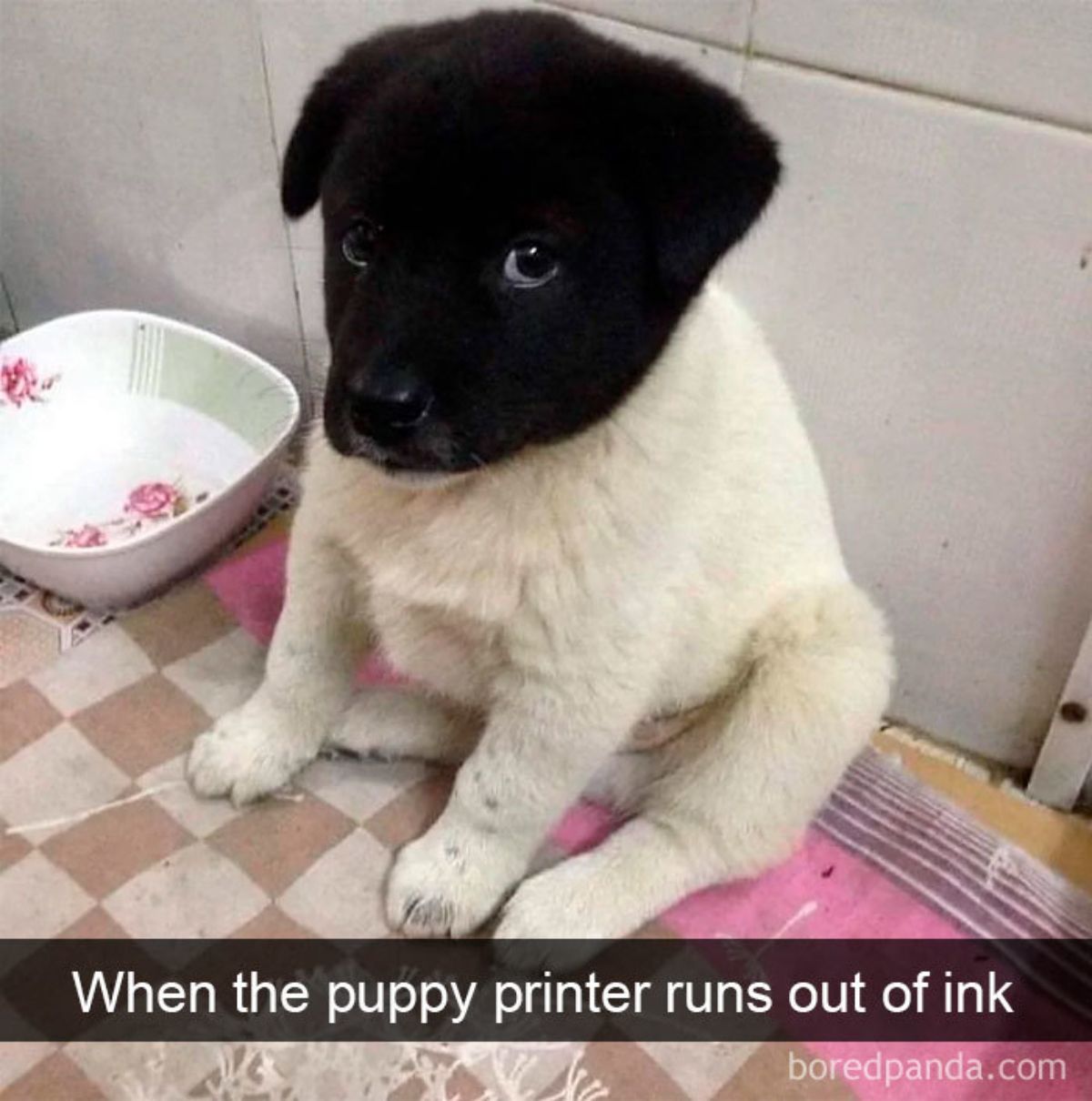 white puppy with a black head sitting on a brown and white checkered material with a caption saying when the puppy printer runs out of ink