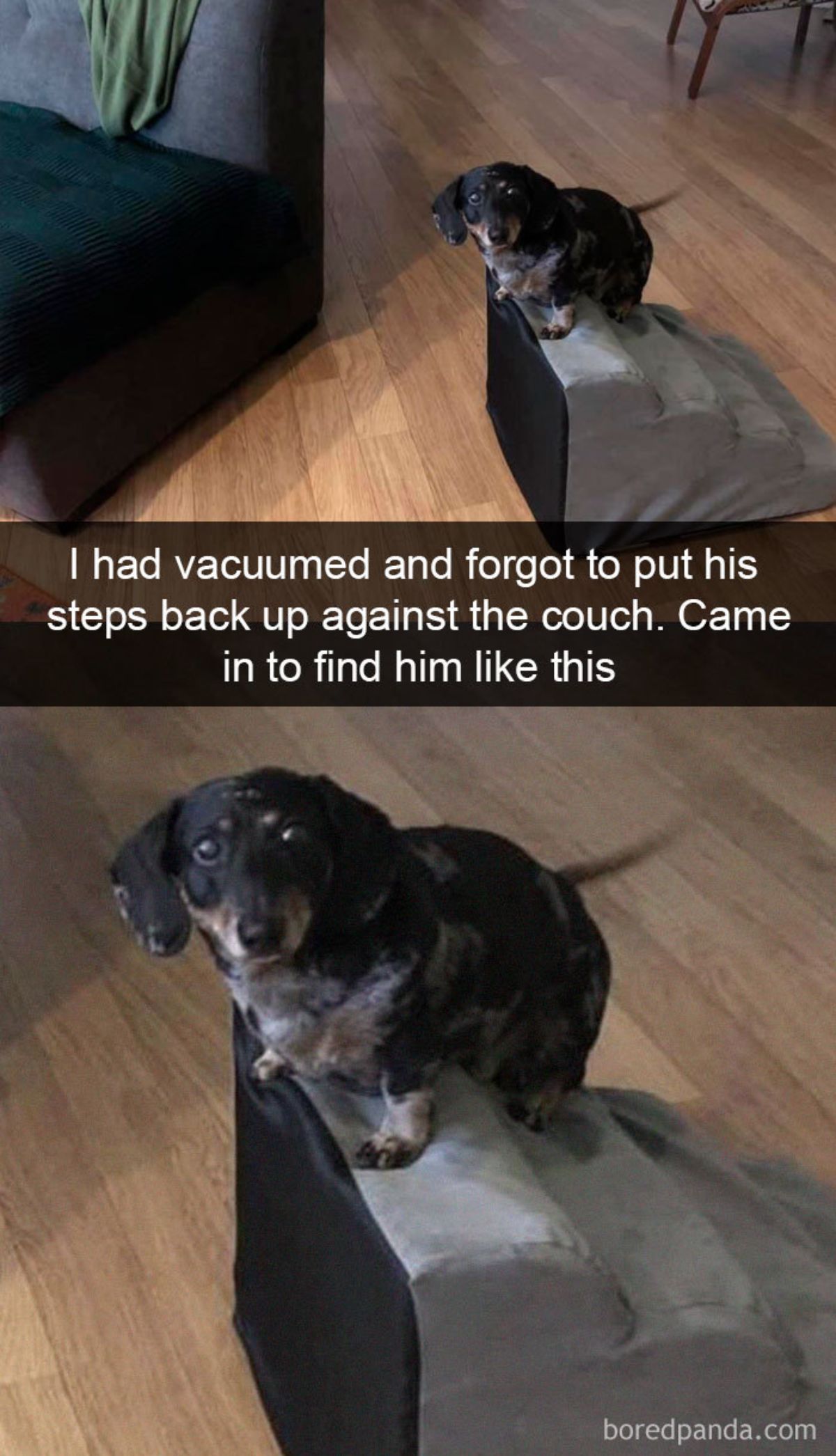 2 photos of a black dachshund on a small set of grey stairs with a caption saying i had vacuumed and forgot to put his steps back up against the couch. came in to find him like this