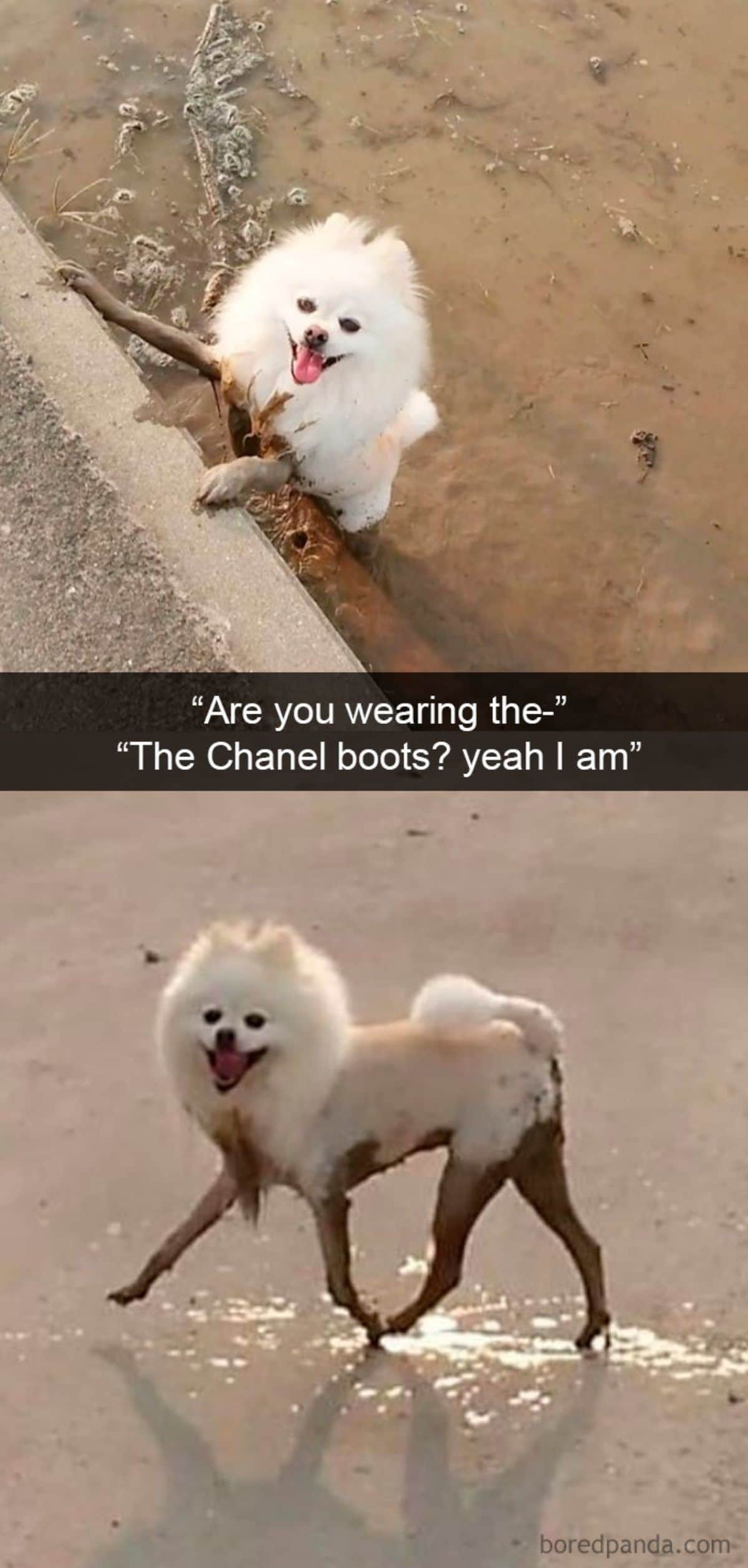 2 photos of a white pomeranian with mud on its legs with a caption saying "are you wearing the-" "The Chancel boots? yeah I am"