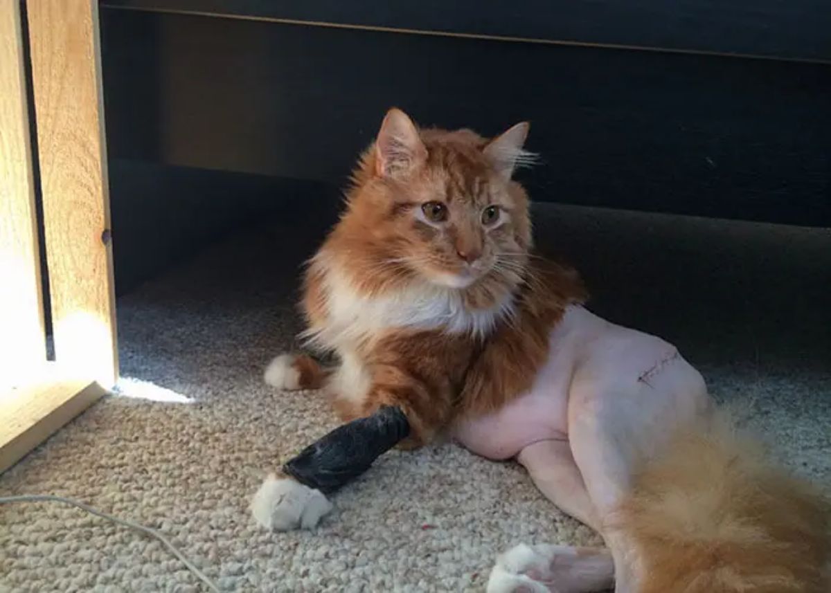 orange fluffy cat laying on carpet with a black bandage on the front left leg and the bottom half of the body shaved