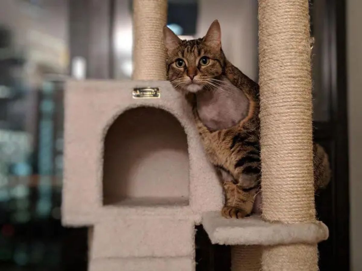 brown tabby cat sitting on a brown cat tree with part of the neck and chest shaved