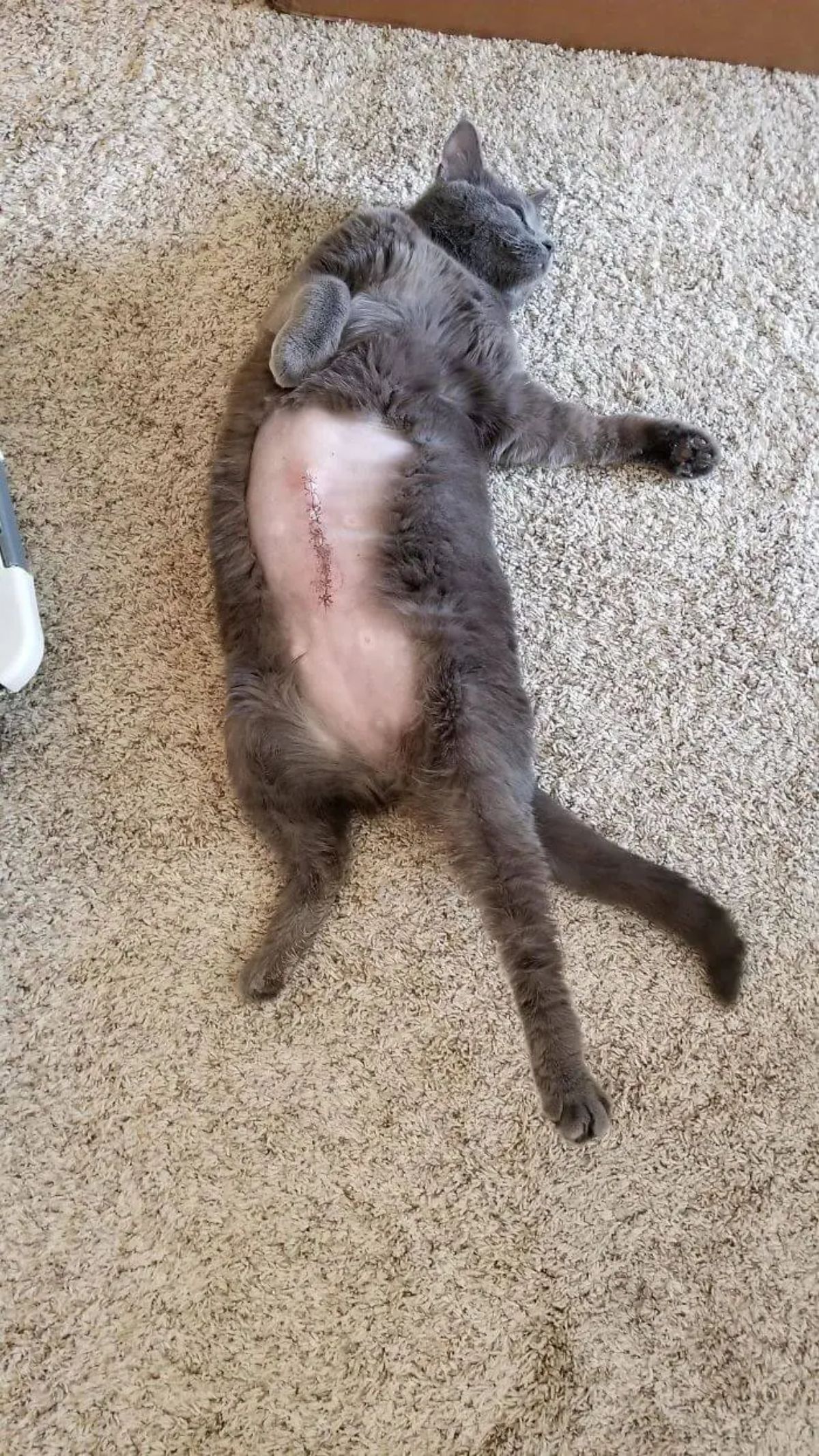 grey cat laying belly up on grey carpet with the stomach shaved and stitches showing