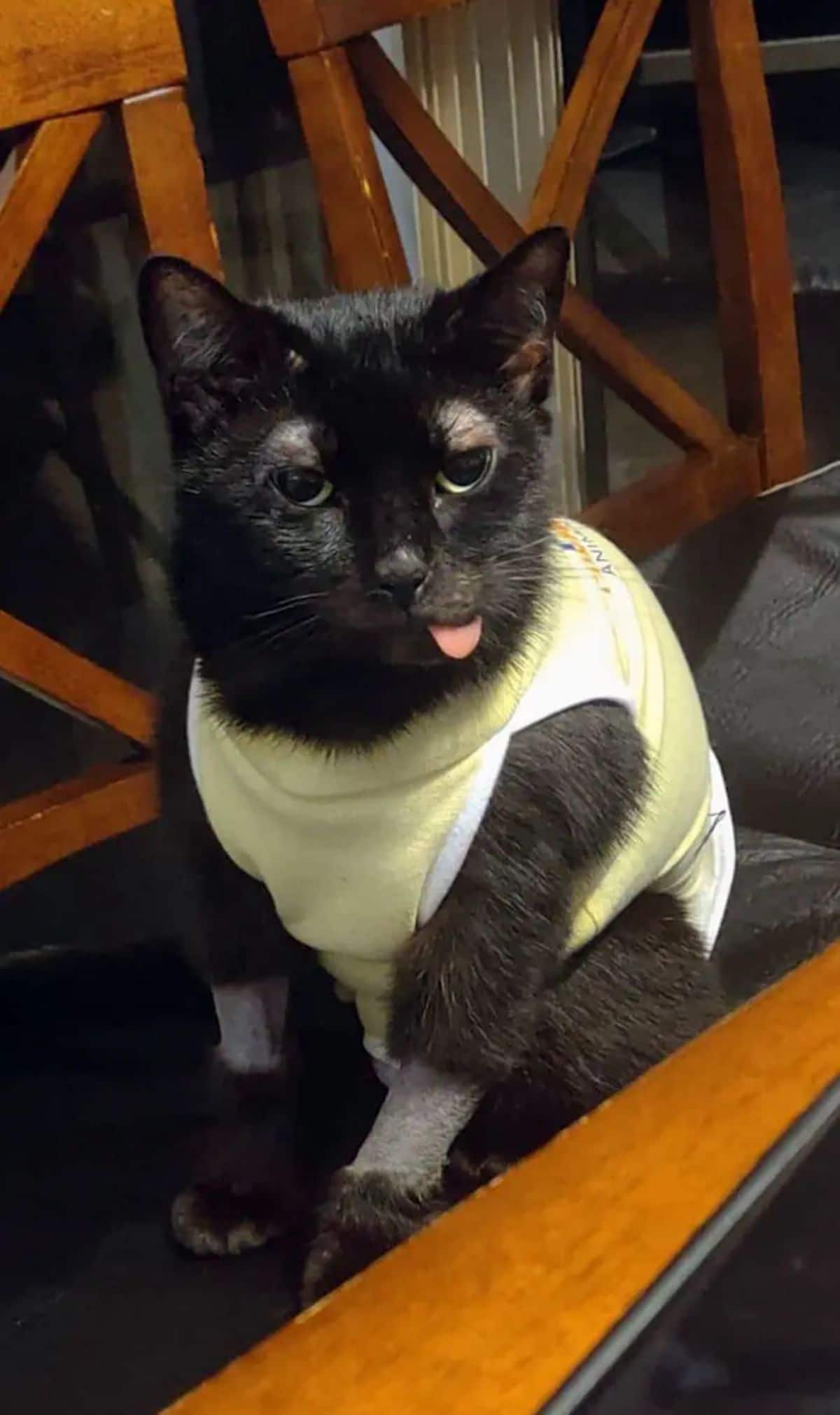 black cat wearing a yellow shirt with the tongue sticking out slightly and the first half of the front legs shaved